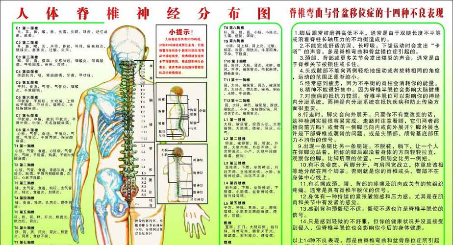 人体经络图图片