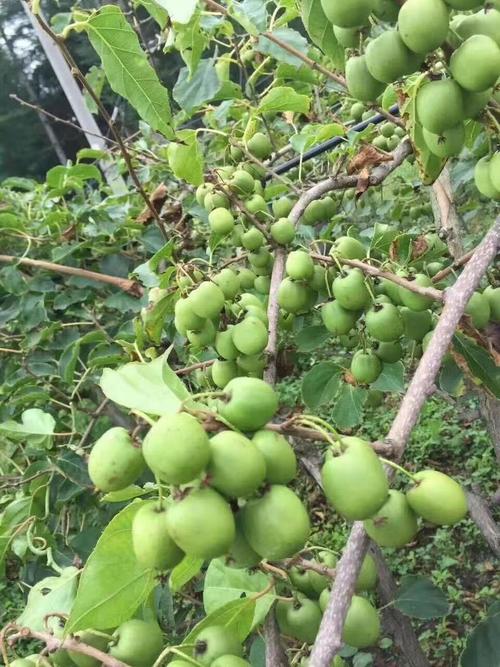 东北野果软枣子猕猴桃果树苗野生猕猴桃大苗圆枣子苗雌雄同株新品