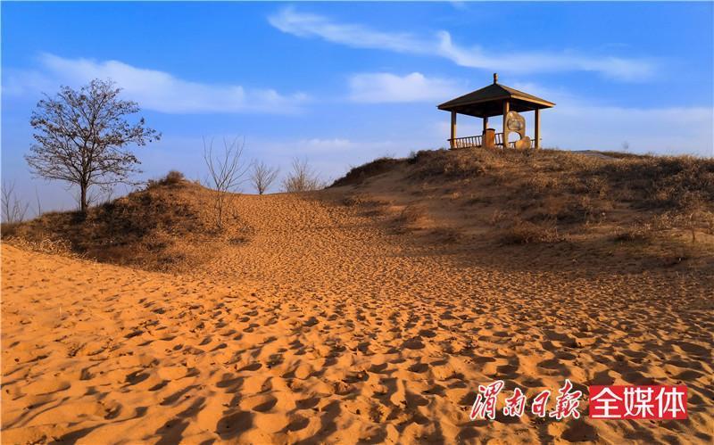 陕西大荔沙苑的"生态奇迹":从黄沙到绿地