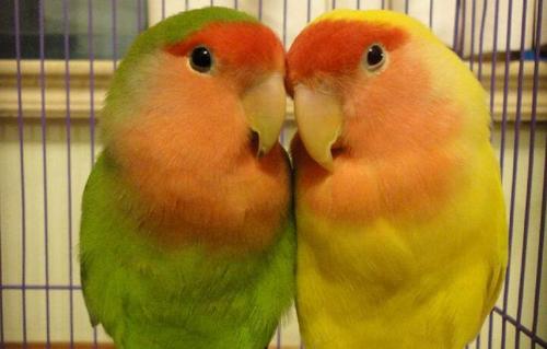 牡丹鹦鹉怎么看年龄