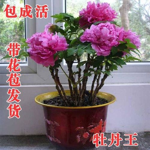 7年洛阳牡丹花苗盆栽花卉观花植物室内花庭院阳台四季