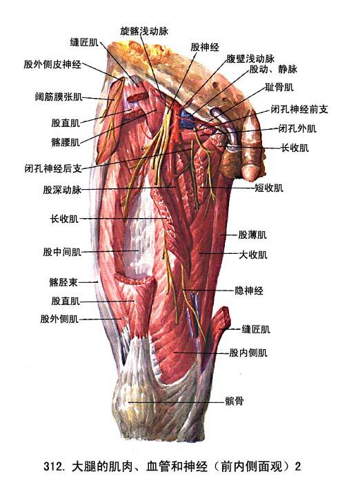 女生大腿构造名称,亲们,帮忙一下,我的大腿受伤了,想知道那个部位是