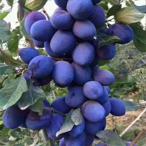 广东河源2公分西梅蓝蜜几月成熟