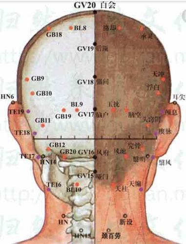 人后脑穴位