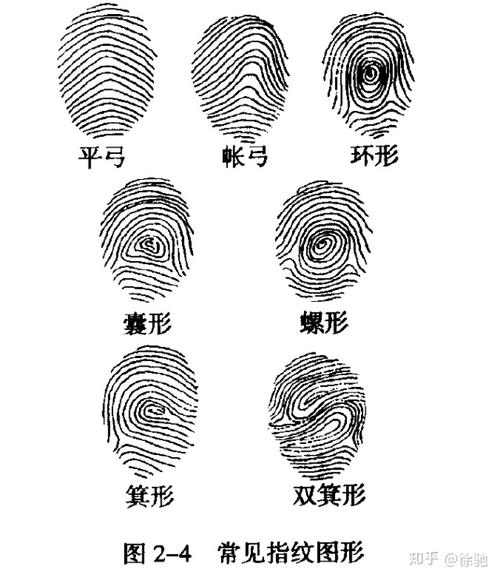 而在研究中至少要分出四种,即弓形纹,箕形纹,斗形纹和双箕斗