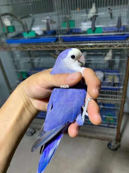 品种辨别指南牡丹鹦鹉雏鸟面类015天