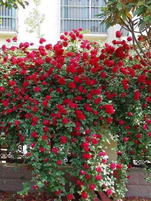 家中有庭院的可以种植这种藤本植物开花是红色观赏度高