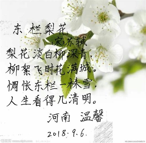 每日写字(东栏梨花)