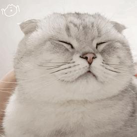 猫猫表情包不用谢