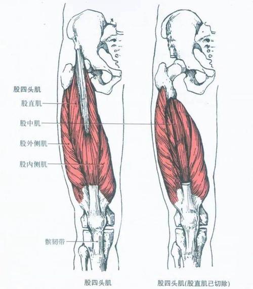 止点:4个头合成一条肌腱包绕髌骨,往下延成髌韧带止于胫骨