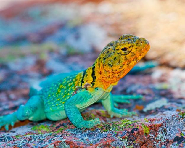 描述: 墨西哥蜥蜴多彩石-动物照片高清壁纸 当前壁纸尺寸: 1280 x