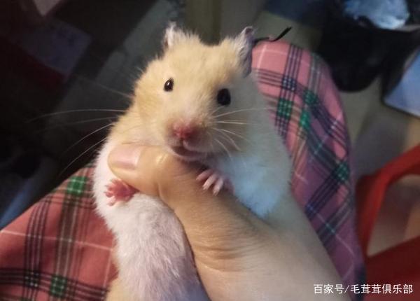 金丝熊比小仓鼠大很多,饲养它们难度较高,这些错误可不能犯