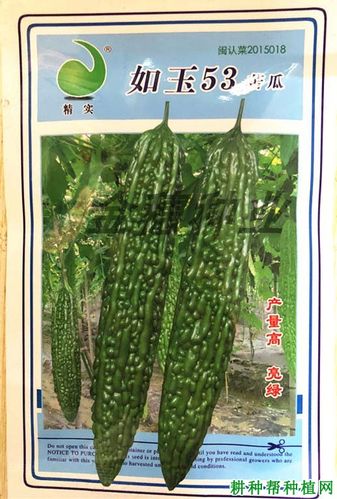 如玉53号苦瓜品种好不好?
