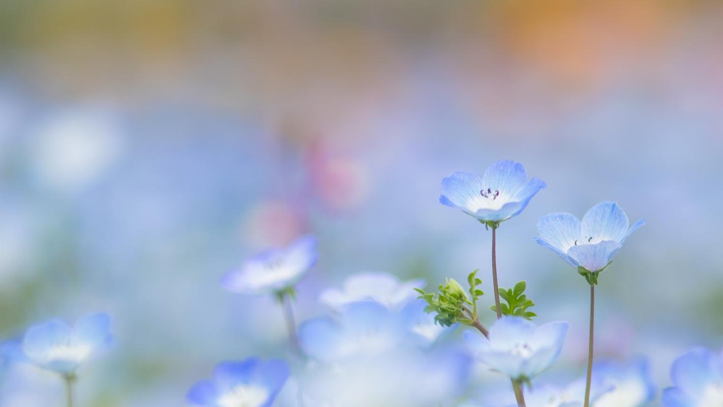 首页 桌面壁纸 植物壁纸 小清新唯美花卉图片高清壁纸 上一张 下一张