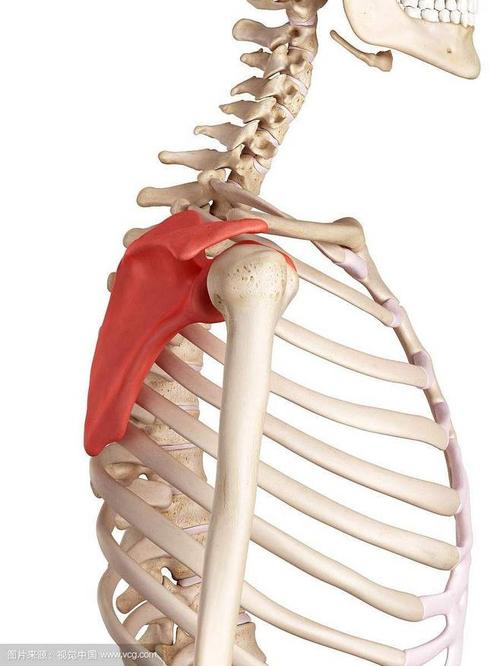 肩胛骨侧面