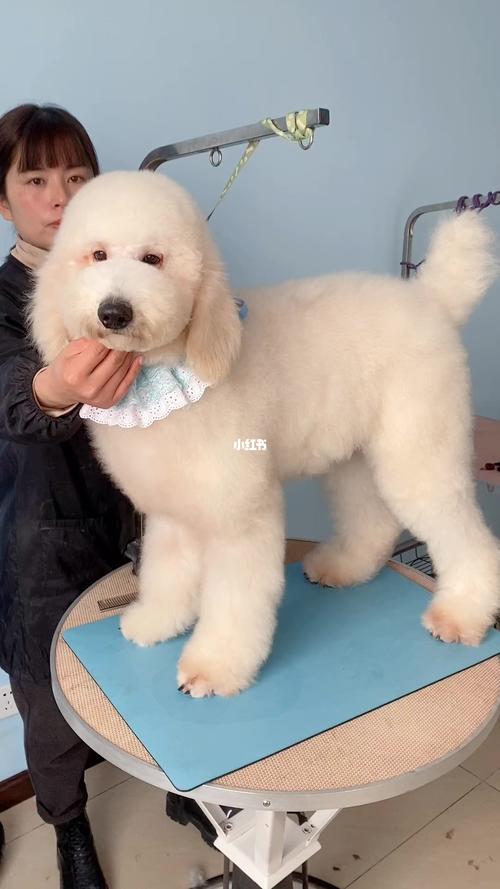 白色巨贵宝宝超级可爱_巨贵_宠物_狗