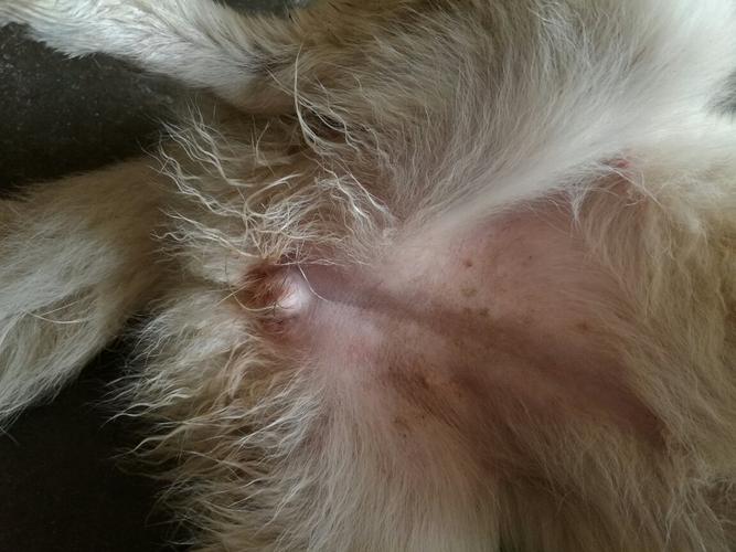 请问这只狗是公的母的