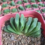 【玉扇绿】_玉扇绿【品牌/图片/价格】_玉扇绿品牌精选大全