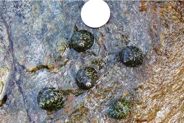 塞里岛海滩上的大波螺 - 海岛查询网大连海岛