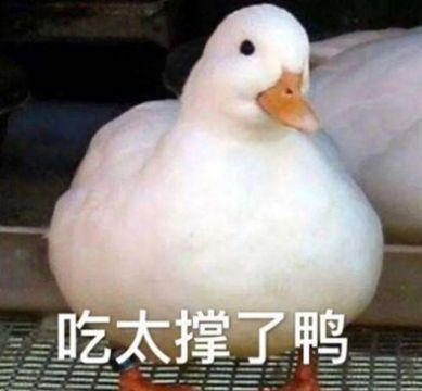 小天鹅今晚有空吗癞蛤蟆表情包
