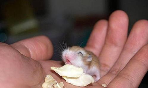 仓鼠呆萌又可爱,可是我以后再也不要养了!