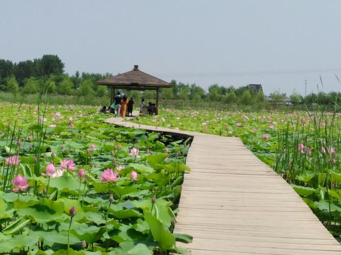 不错的选择——柳壕湿地公园