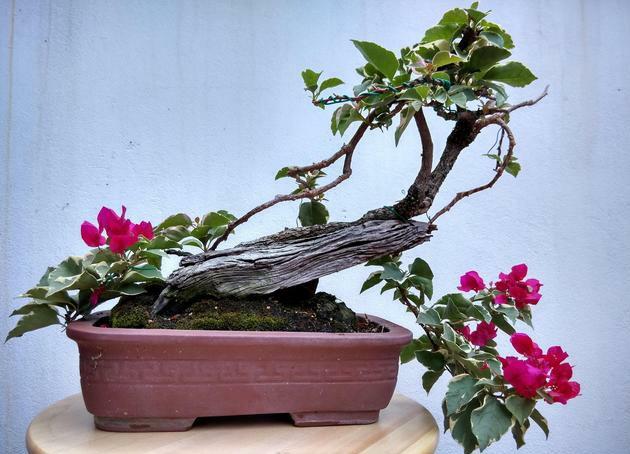 学会简单的的修剪和绑扎,三角梅小苗也可以做出盆景造型!