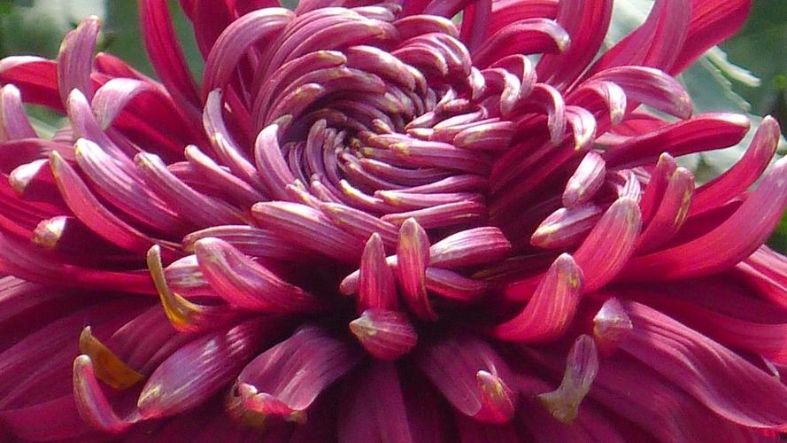 松下lx5拍的北海菊花展