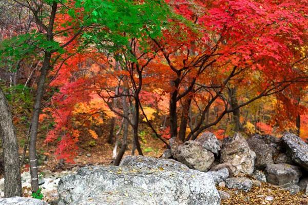 本溪市2021年10月5日枫红指数发布