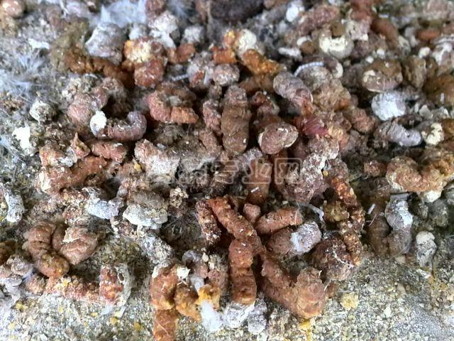 蛋鸡粪便发红 降蛋