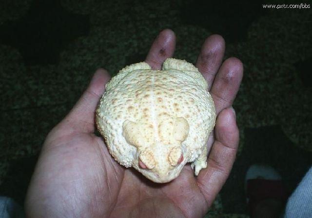 看到这里,大家可能会想到,这都是传说的故事,世界哪有白色的蟾蜍