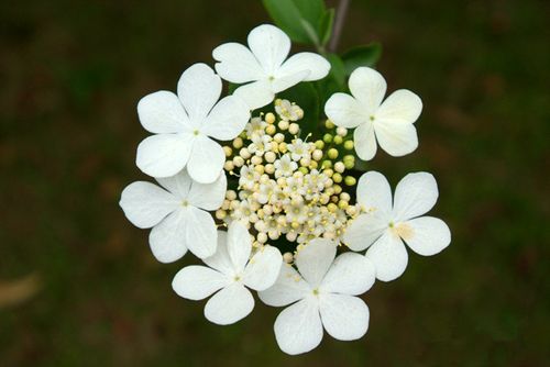 琼花的花语和传说