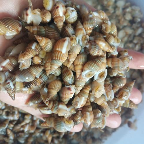 海瓜子鲜活野生螺丝大海锥青岛海鲜贝类水产小海螺每份500g