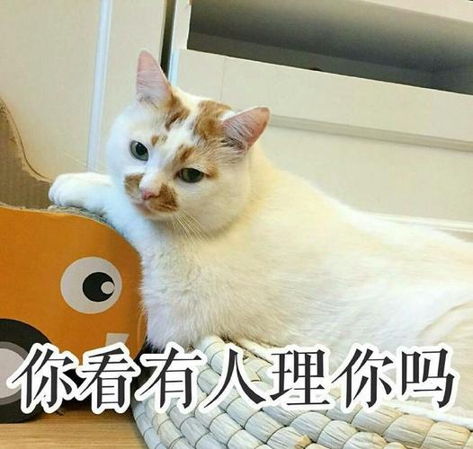 你看有人理你嘛