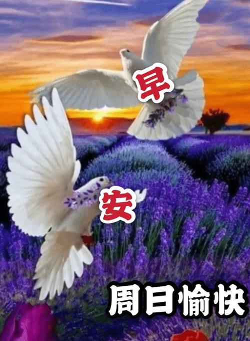 上午好周日快乐图片带字,温馨的祝福语.