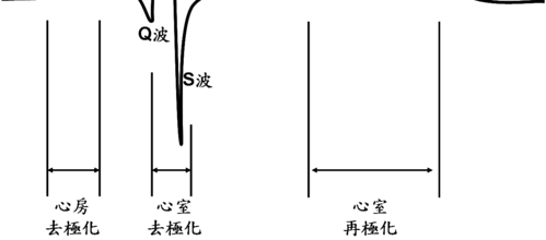 心电图与心音在心动周期中的时程关系
