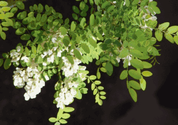 352_248gif 动态图 动图