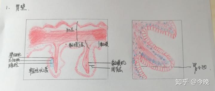 组胚红蓝铅笔图(小小学渣记录一下)学到哪里就更到哪里