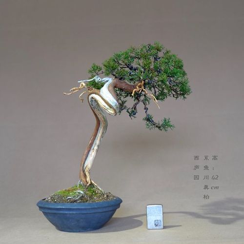 com 系鱼川真柏 柏树盆景 真柏盆景 小品盆景 微型盆景 西庐园盆景