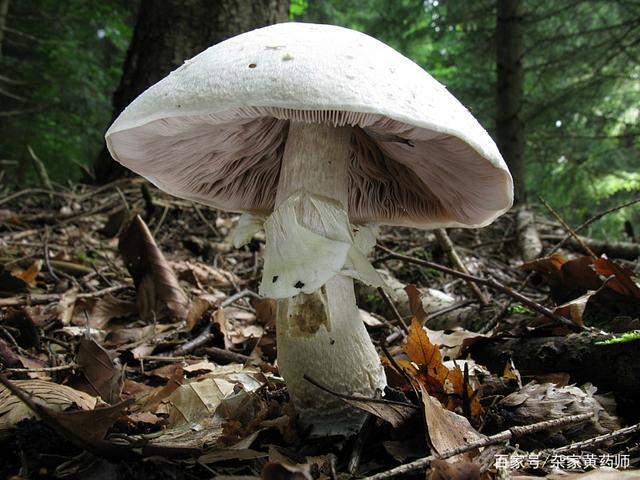 荒野维生野菜系列——白林地菇