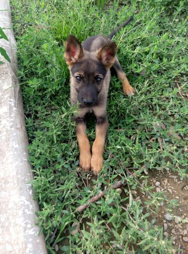 狼青和马犬杂交后代像什么