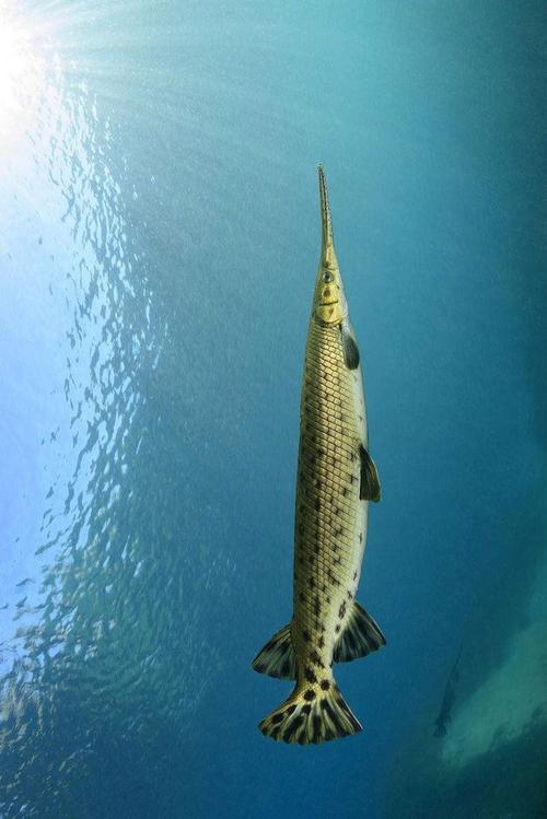 根哥v你好采集到水底  采集 雀鳝目·雀鳝科:长吻雀鳝