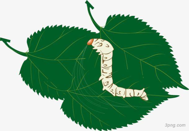 蚕吃桑叶卡通png素材透明免抠图片-漂浮元素