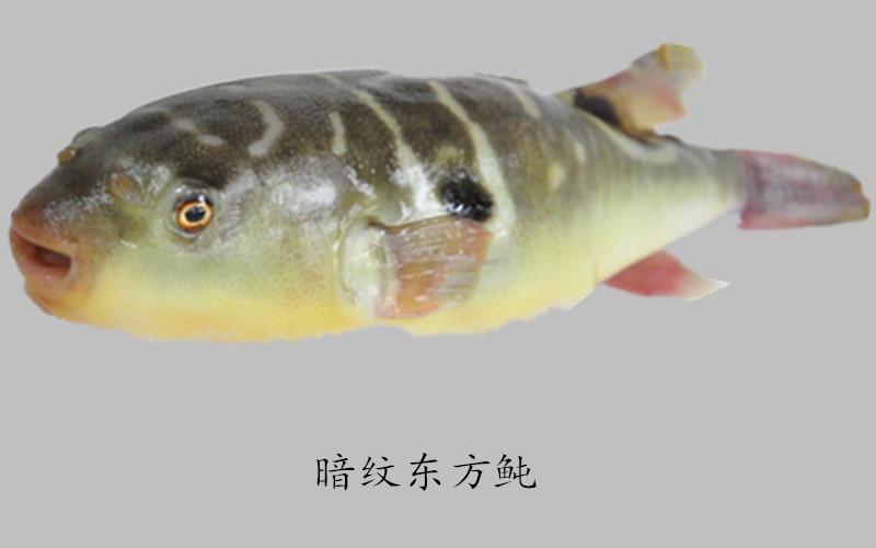 淮扬菜大厨详解河豚鱼一河豚鱼的种类营养药用价值及图解