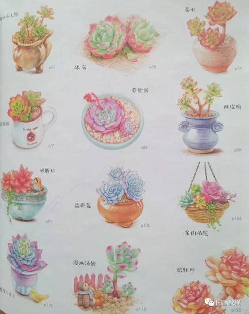 多肉植物的步骤画法,美美哒(1)