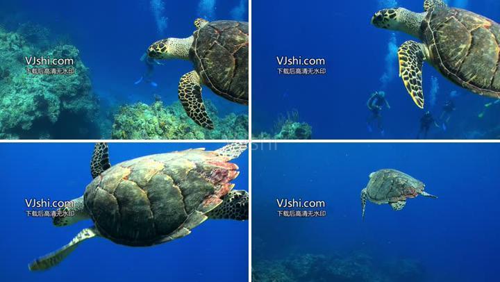 海底世界大海龟游动特写近距离