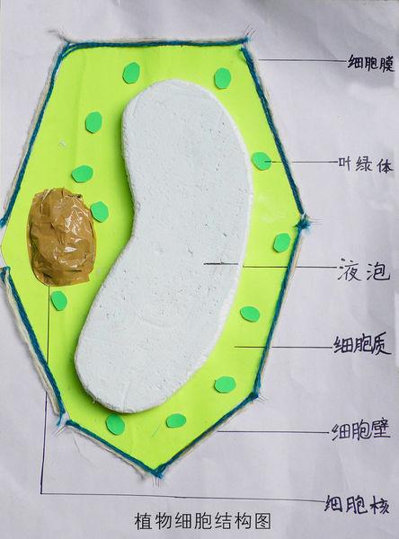 请帮我绘制出一张细胞结构简图