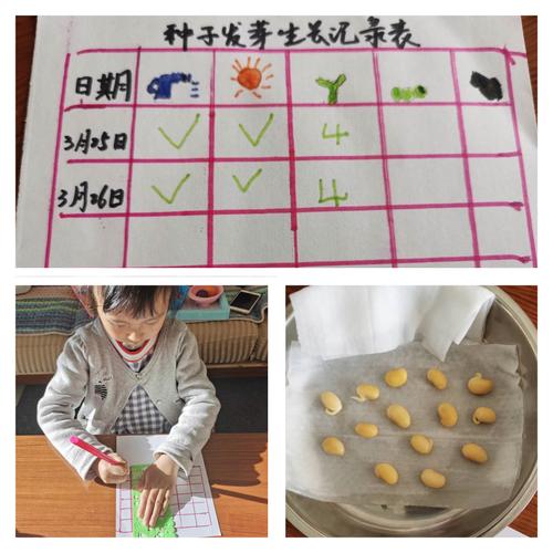 豆子发芽了,为它自制一张观察记录表吧