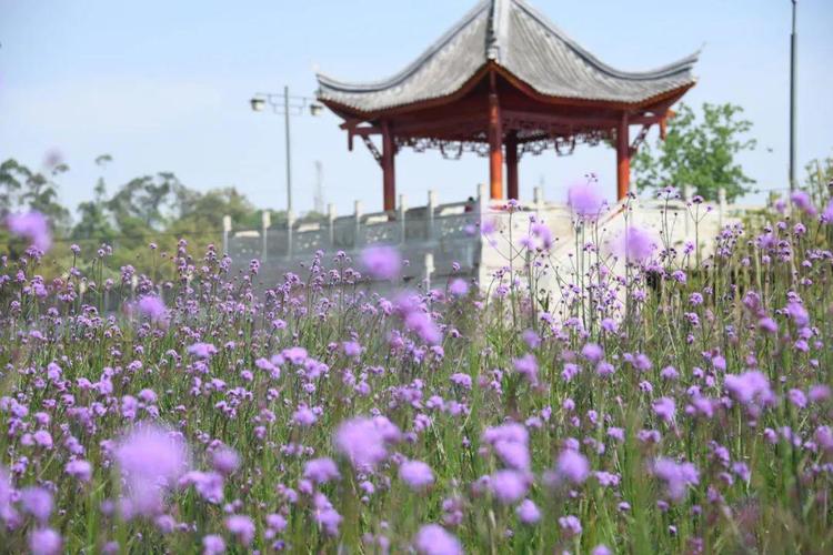 30亩马鞭草,这个烟雨古镇,现在"醉"人紫色花海美如画