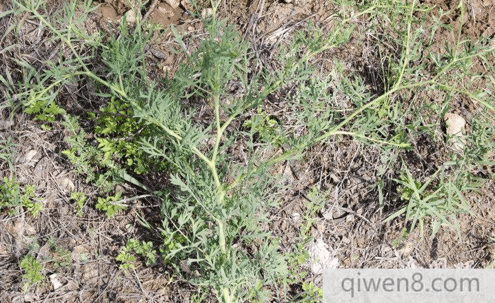 防风的功效与作用